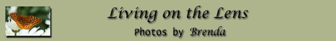 Living on the Lens - Brenda Swick Photography